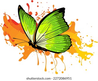 vector colored butterfly Vector illustration.