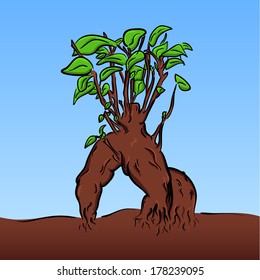 vector colored cartoon bonsai of ficus benjamina