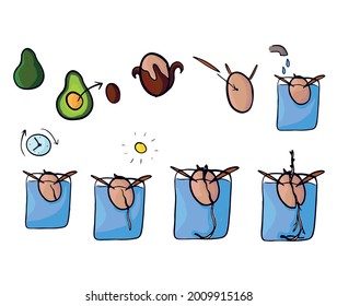 Ilustración de dibujos animados de color vectorial: plantas de cultivo de aguacate