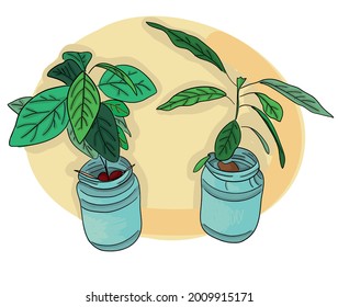 Ilustración de dibujos animados de color vectorial: plantas de cultivo de aguacate