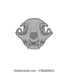 Vector colored drawing of a cat skull hand drawn front view