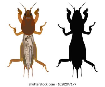 Vector colored drawing of an gryllotalpa and her dark silhouette on a white background. Earth-moving insects.