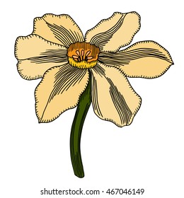 Vector colored flower isolated on white background. Element for design. Hand-drawn contour lines and strokes.