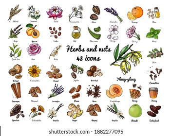 Vector colored food icons Herbs, nuts, spices, fruits and berries. Coffee, tea, honey