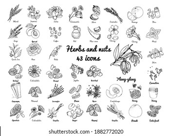 Vector colored food icons Herbs, nuts, spices, fruits and berries. Coffee, tea, honey