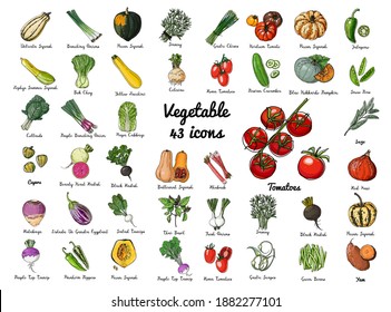 Vector colored food icons Vegetables  Farm products  beets  radishes  turnips  herbs   spices  salad  pumpkin  tomatoes  peppers