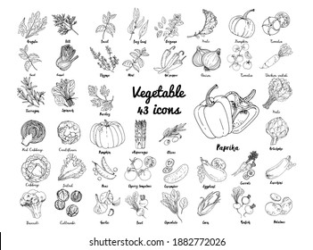 Vector colored food icons Vegetables. Farm products, herbs and spices, salad, pumpkin, tomatoes, peppers