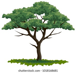 vector colored graphic illustration of acacia tree