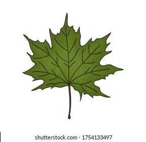 Vector colored green maple leaf icon isolated on white background. Tree greenery botanical illustration. Cartoon style autumn leaves
