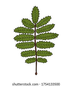 Vektorfarbige grüne wan-Blattsymbol einzeln auf weißem Hintergrund. Baumgrüne botanische Illustration. Cartoon-Stil