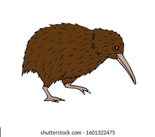 Vector colored hand drawn doodle sketch kiwi bird isolated on white background