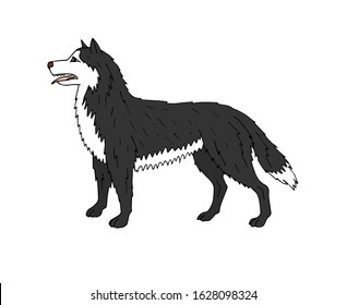 Vector colored hand drawn doodle sketch husky dog isolated on white background