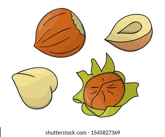 Vector colored hazelnut icon. Set of isolated monochrome nuts. Food line drawing illustration in cartoon or doodle style isolated on white background