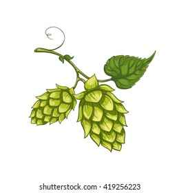 Vector Colored Hop Cones