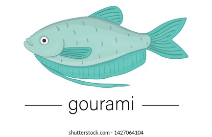 Vector colored illustration of aquarium fish. Cute picture of gourami for pet shops or children illustration