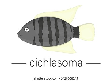 Vector colored illustration of aquarium fish. Cute picture of cichlasoma for pet shops or children illustration
