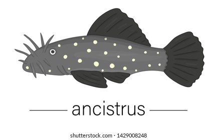 Vector colored illustration of aquarium fish. Cute picture of ancistrus for pet shops or children illustration
