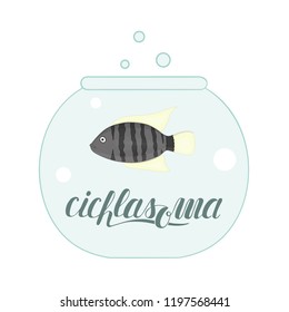 Vector colored illustration of fish in aquarium with fish name lettering. Cute picture of cichlasoma for pet shops or children illustration