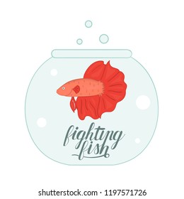 Vector colored illustration of fish in aquarium with fish name lettering. Cute picture of fighting fish for pet shops or children illustration
