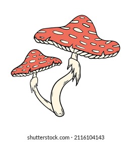 Vector colored illustration of fly agaric or fly amanita, amanita muscaria.  Forest dangerous mushroom, medicinal plant, magic, fantasy. 