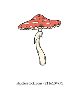 Vector colored illustration of fly agaric or fly amanita, amanita muscaria.  Forest dangerous mushroom, medicinal plant, magic, fantasy. 
