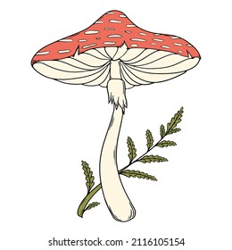 Vector colored illustration of fly agaric or fly amanita, amanita muscaria.  Forest dangerous mushroom, medicinal plant, magic, fantasy. 
