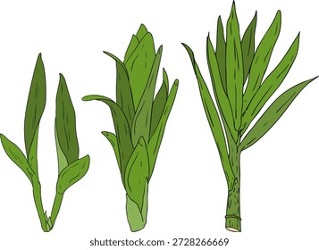 Vector colored illustration of fresh cut sugarcane pieces, juicy sugar cane stalks slices showing fibrous sweet interior, tropical street food snack, natural raw cane sugar, exotic refreshment, isolated on white