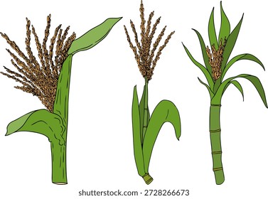 Vector colored illustration of fresh cut sugarcane pieces, juicy sugar cane stalks slices showing fibrous sweet interior, tropical street food snack, natural raw cane sugar, exotic refreshment, isolated on white