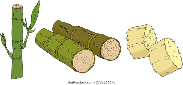 Vector colored illustration of fresh cut sugarcane pieces, juicy sugar cane stalks slices showing fibrous sweet interior, tropical street food snack, natural raw cane sugar, exotic refreshment, isolated on white