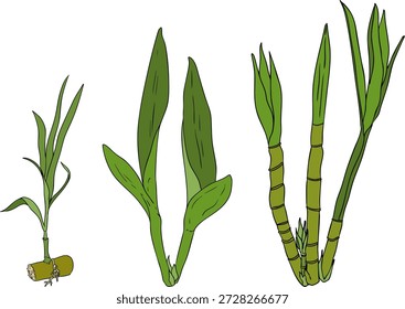 Vector colored illustration of fresh cut sugarcane pieces, juicy sugar cane stalks slices showing fibrous sweet interior, tropical street food snack, natural raw cane sugar, exotic refreshment, isolated on white