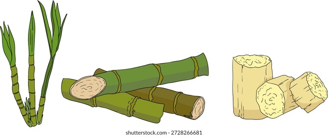Vector colored illustration of fresh cut sugarcane pieces, juicy sugar cane stalks slices showing fibrous sweet interior, tropical street food snack, natural raw cane sugar, exotic refreshment, isolated on white