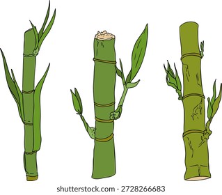 Vector colored illustration of fresh cut sugarcane pieces, juicy sugar cane stalks slices showing fibrous sweet interior, tropical street food snack, natural raw cane sugar, exotic refreshment, isolated on white