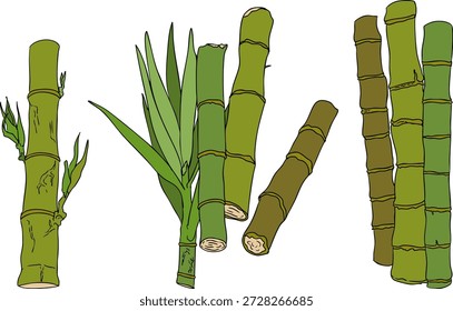 Vector colored illustration of fresh cut sugarcane pieces, juicy sugar cane stalks slices showing fibrous sweet interior, tropical street food snack, natural raw cane sugar, exotic refreshment, isolated on white