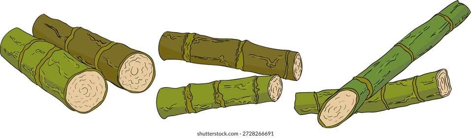 Vector colored illustration of fresh cut sugarcane pieces, juicy sugar cane stalks slices showing fibrous sweet interior, tropical street food snack, natural raw cane sugar, exotic refreshment, isolated on white