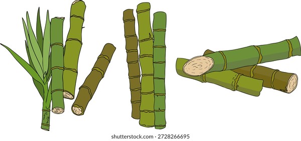 Vector colored illustration of fresh cut sugarcane pieces, juicy sugar cane stalks slices showing fibrous sweet interior, tropical street food snack, natural raw cane sugar, exotic refreshment, isolated on white