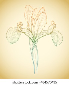 Vector colored iris in vintage engraving style.
