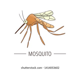 Vector colored mosquito icon isolated on white background. Colored cartoon style insect illustration. Bug logo 
