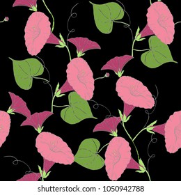 Vector colored pattern with pink bindweed on black background. Vintage flowers.