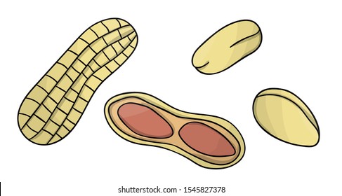 Vector colored peanut icon. Set of isolated monochrome nuts. Food line drawing illustration in cartoon or doodle style isolated on white background