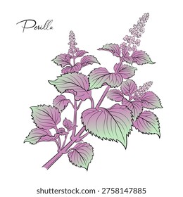 Vector Colored Perilla Plant Line Art Shiso Herb Botanical Illustration. isolated on white.