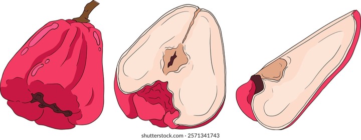 Vector, colored Pink apple or red java apple, buah jambu or wax apple, semarang rose. Tropical edible food icon	