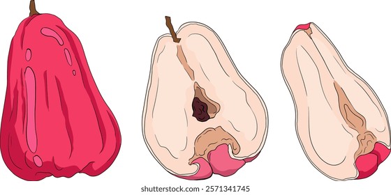 Vector, colored Pink apple or red java apple, buah jambu or wax apple, semarang rose. Tropical edible food icon	