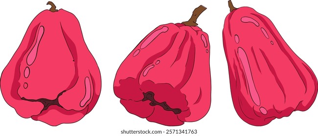 Vector, colored Pink apple or red java apple, buah jambu or wax apple, semarang rose. Tropical edible food icon	