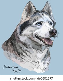 Vector colored portrait of siberian husky hand drawing Illustration on blue background