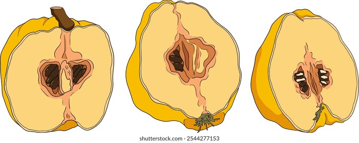 Vector, colored Quince apple fruits whole and half cut, tropic farm garden ripe harvest, exotic fruits dessert