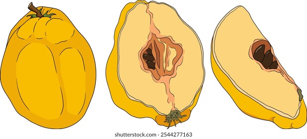 Vector, colored Quince apple fruits whole and half cut, tropic farm garden ripe harvest, exotic fruits dessert