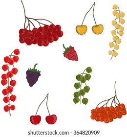 Vector colored set of different berries isolated on white. Can be used in food theme, textile, as design element or decoration part.