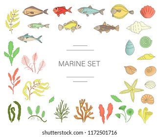 Vector  colored set of fish, sea shells, seaweeds isolated on white background. Colorful marine collection. Underwater illustration