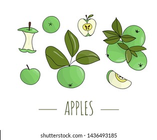 Vector colored set of hand drawn apples. Illustration of autumn harvest. Home made food theme