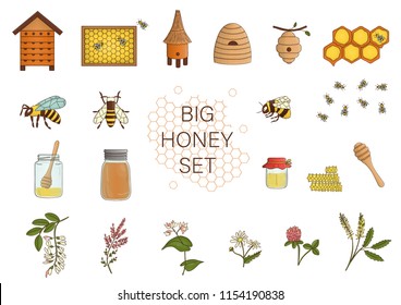 Vector colored set of honey, bee, bumblebee, beehive, wasp, apiary, meadow flowers, honeycombs, propolis, jar, spoon. Colorful honey collection isolated on white background